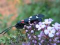 Zygaena ephialtes